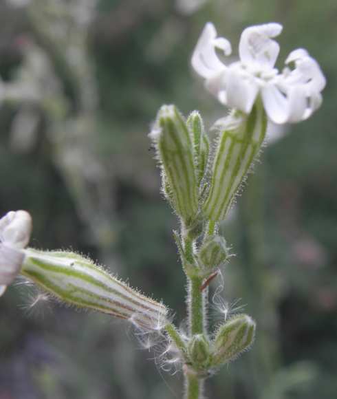 Silene niceensis / Silene nizzarda